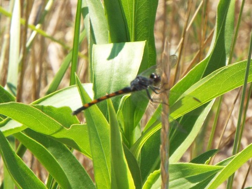 Seaside Dragonlet photo 5
