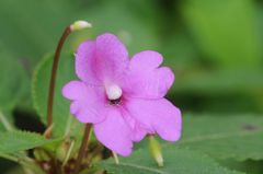 Impatiens pulcherrima