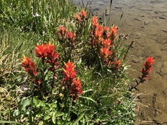 Castilleja peirsonii