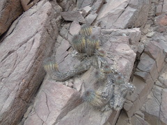 Copiapoa atacamensis