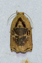 Meridemis