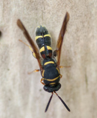 Leucospis