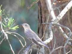 Ficedula