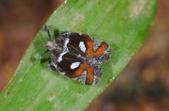 Lophopinae