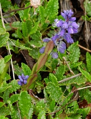 Polygala alpestris