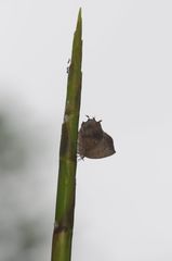 Surendra quercetorum