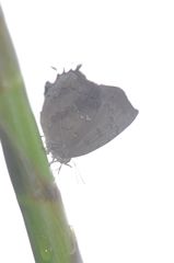 Surendra quercetorum