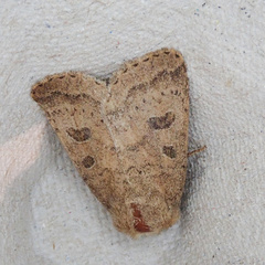 Hoplodrina octogenaria