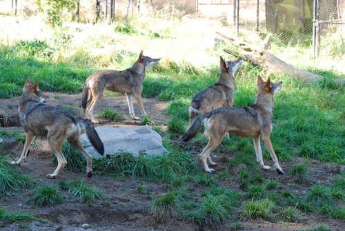 Red Wolf