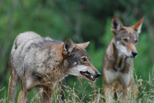 Red Wolf
