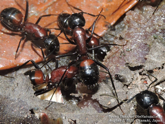 Camponotus obscuripes