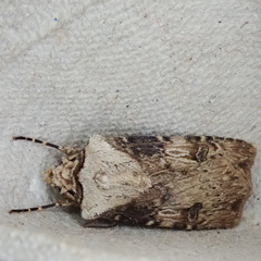 Agrotis puta