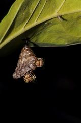 Ropalidia variegata