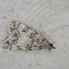 Eudonia lacustrata