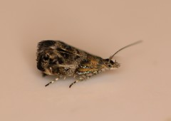 Tebenna gnaphaliella