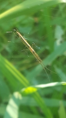 Tetragnatha caudata