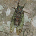 Evening Cicada - Photo (c) Observações Naturalistas | Bruno Uehara, some rights reserved (CC BY-NC), uploaded by Observações Naturalistas | Bruno Uehara