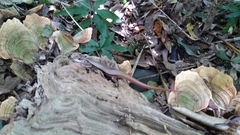 Sphenomorphus indicus