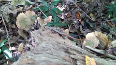 Sphenomorphus indicus