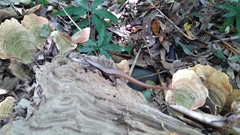 Sphenomorphus indicus