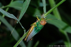 Hieroglyphus tonkinensis