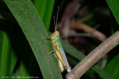 Hieroglyphus tonkinensis