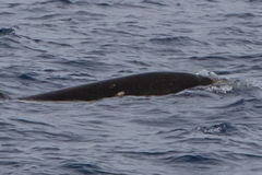 Mesoplodon grayi