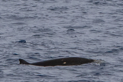 Mesoplodon grayi