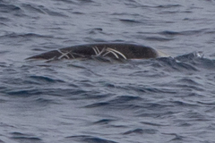 Mesoplodon grayi