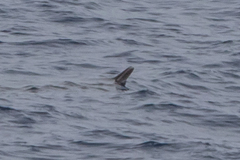 Mesoplodon grayi