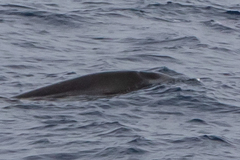 Mesoplodon grayi
