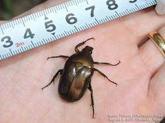 Pseudotorynorrhina japonica