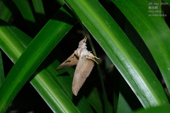 Oxyodes scrobiculata