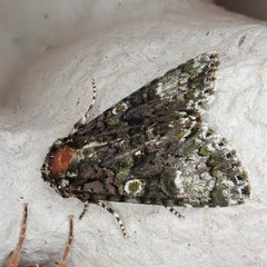 Craniophora ligustri