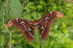 Attacus