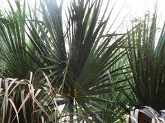 Sabal mexicana