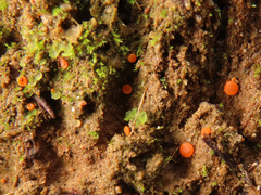 Pulvinula convexella