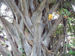 Sabal mexicana