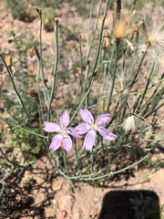 Lygodesmia juncea