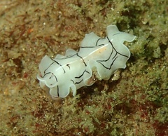 Eurylepta californica