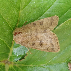 Hoplodrina octogenaria