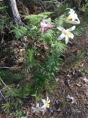 Lilium washingtonianum