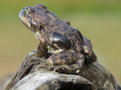 Pleurodema bufoninum