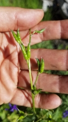 Delphinium gracilentum