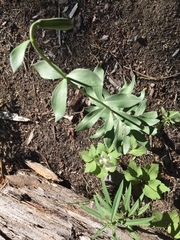 Anemonastrum deltoideum