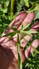Delphinium gracilentum