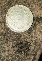 Uperodon triangularis