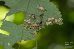 Strepsinoma croesusalis