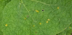Puccinia malvacearum