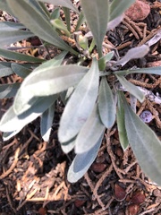 Phoenicaulis cheiranthoides